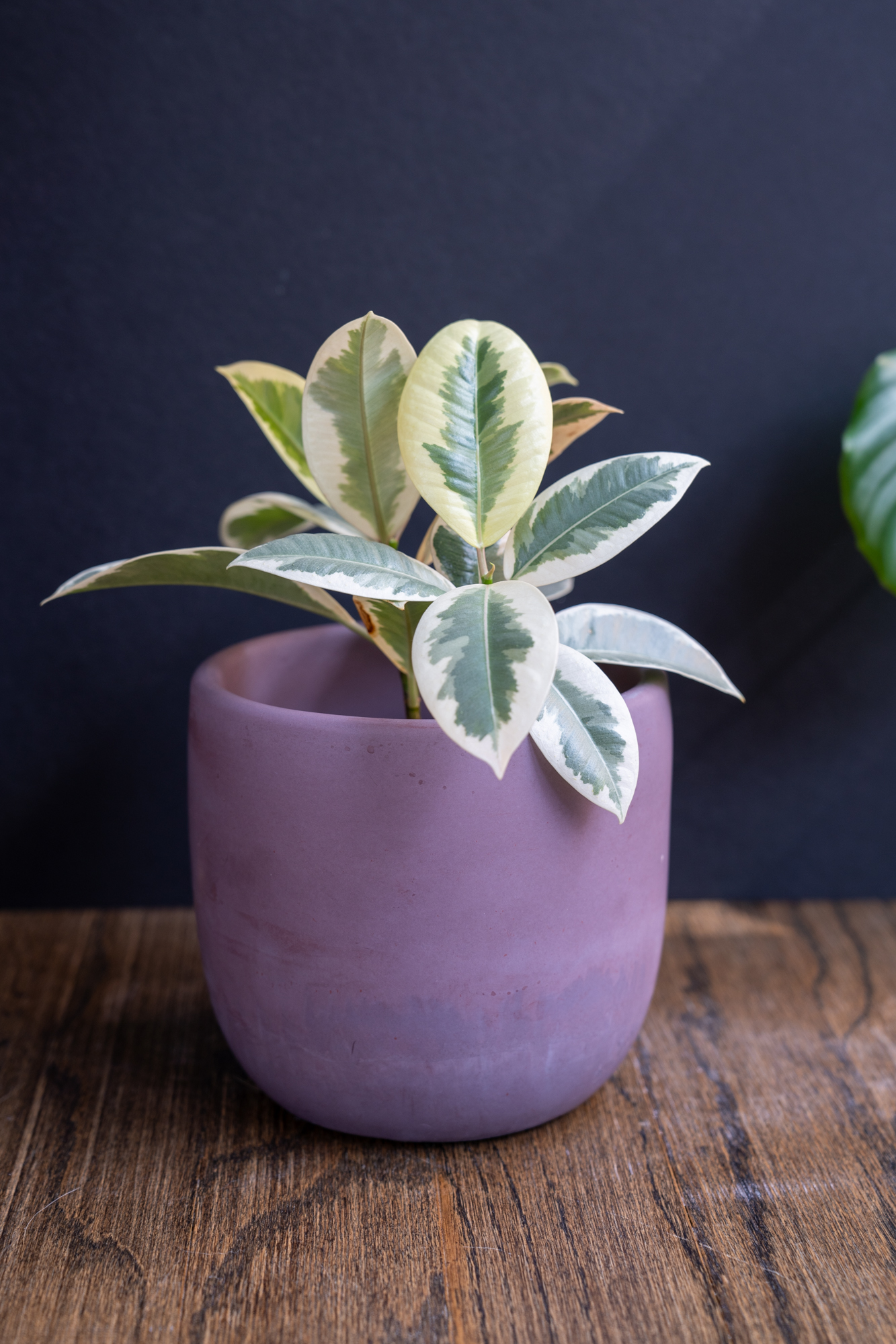 purple planter with plant in it